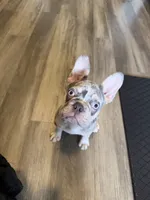 Bruno, a male French Bulldog for sale in Providence, RI – 3 of 6