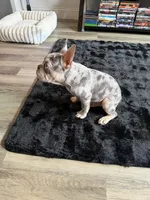 Bruno, a male French Bulldog for sale in Providence, RI – 6 of 6