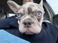 Bruno, a male French Bulldog for sale in Providence, RI – 4 of 6
