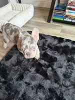 Bruno, a male French Bulldog for sale in Providence, RI – 5 of 6