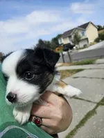 Nelly (call name), a female Toy Australian Shepherd for sale in Bonney Lake, WA – 2 of 10