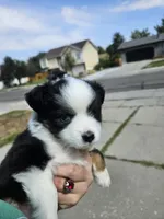Nelly (call name), a female Toy Australian Shepherd for sale in Bonney Lake, WA – 3 of 10