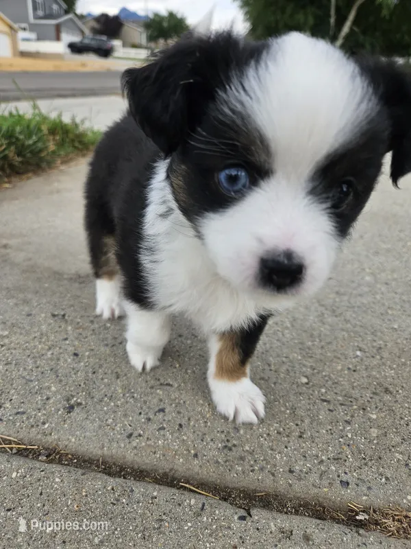 Nelly (call name) – Toy Australian Shepherd puppy for sale in Bonney Lake, WA