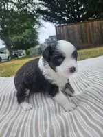 Nelly (call name), a female Toy Australian Shepherd for sale in Bonney Lake, WA – 7 of 10