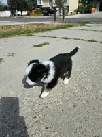 Nelly (call name), a female Toy Australian Shepherd for sale in Bonney Lake, WA – 5 of 10