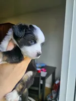 Nelly (call name), a female Toy Australian Shepherd for sale in Bonney Lake, WA – 9 of 10