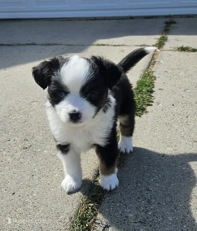 Nelly (call name) – Toy Australian Shepherd puppy for sale in Bonney Lake, WA