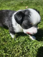 Nelly (call name), a female Toy Australian Shepherd for sale in Bonney Lake, WA – 8 of 10
