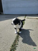 Nelly (call name), a female Toy Australian Shepherd for sale in Bonney Lake, WA – 4 of 10