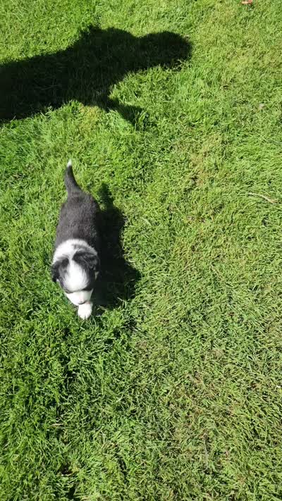 Nelly (call name), a female Toy Australian Shepherd for sale in Bonney Lake, WA – 10 of 10