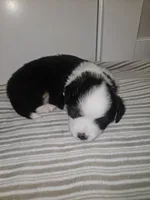 Nelly (call name), a female Toy Australian Shepherd for sale in Bonney Lake, WA – 6 of 10