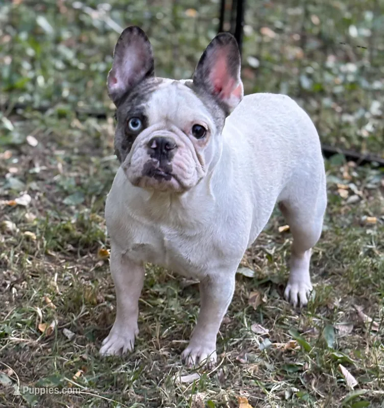 Chick Pea – French Bulldog puppy for sale in Rockford, IL