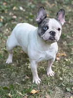 Chick Pea, a female French Bulldog for sale in Rockford, IL – Photo 3 of 6