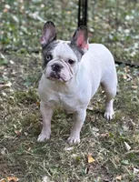 Chick Pea, a female French Bulldog for sale in Rockford, IL – Photo 4 of 6