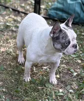 Chick Pea, a female French Bulldog for sale in Rockford, IL – Photo 6 of 6