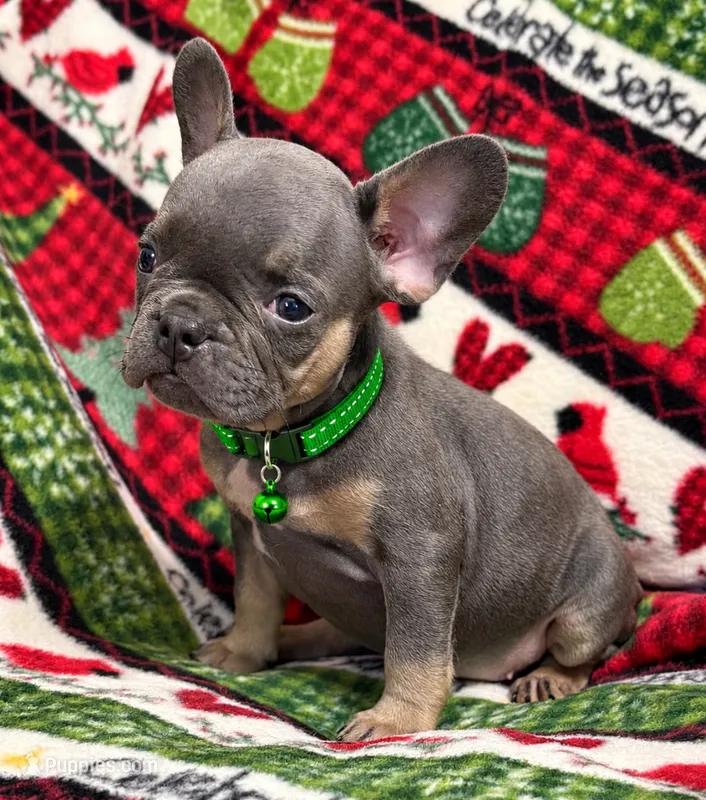 Little Pee Wee – French Bulldog puppy for sale in Rockford, IL