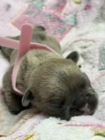 WINTER, a female French Bulldog for sale in Rockford, IL – 1 of 4
