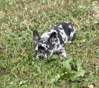 CHANEL, a female French Bulldog for sale in Rockford, IL – 4 of 4