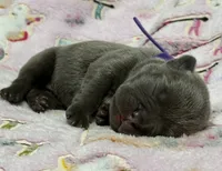 WILLOW, a female French Bulldog for sale in Rockford, IL – 7 of 10