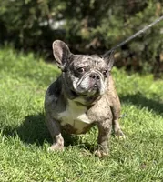 Cruella , a female French Bulldog for sale in Rockford, IL – 2 of 7