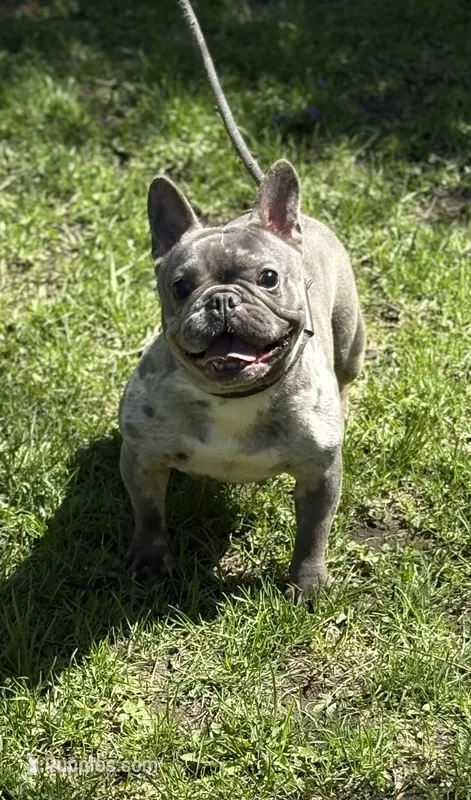 Misha – French Bulldog puppy for sale in Rockford, IL