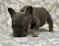Little Neo, a male French Bulldog for sale in Rockford, IL – 4 of 6