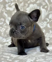 Brutus , a male French Bulldog for sale in Rockford, IL – 4 of 8