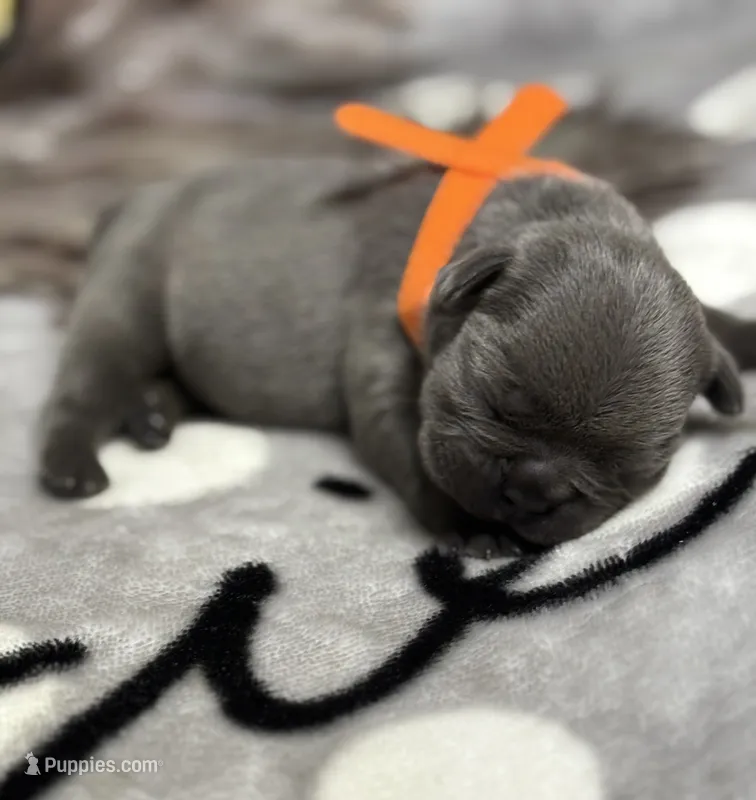 Little Neo – French Bulldog puppy for sale in Rockford, IL
