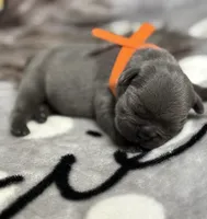 Little Neo, a male French Bulldog for sale in Rockford, IL – 1 of 7