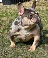 BUddy, a male French Bulldog for sale in Rockford, IL – Photo 7 of 8