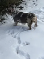 BUddy, a male French Bulldog for sale in Rockford, IL – Photo 5 of 8