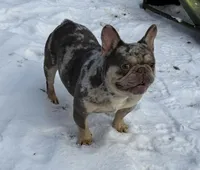 BUddy, a male French Bulldog for sale in Rockford, IL – Photo 1 of 8