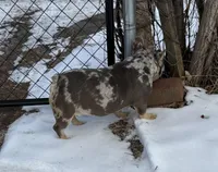 BUddy, a male French Bulldog for sale in Rockford, IL – Photo 4 of 8