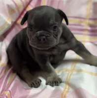 CHERRY, a female French Bulldog for sale in Rockford, IL – 3 of 4