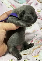 WILLOW, a female French Bulldog for sale in Rockford, IL – 9 of 10