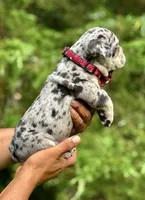 MINDY, a female English Bulldog for sale in Rockford, IL – 2 of 3