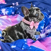 CHANEL, a female French Bulldog for sale in Rockford, IL – 2 of 4