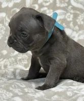Bruno, a male French Bulldog for sale in Rockford, IL – 4 of 5