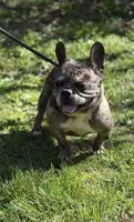 Cruella , a female French Bulldog for sale in Rockford, IL – 5 of 7
