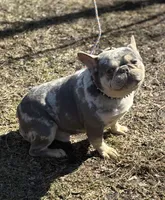 BUDDY, a male French Bulldog for sale in Rockford, IL – 4 of 4