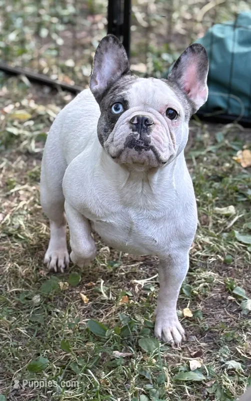 Chick Pea  – French Bulldog puppy for sale in Rockford, IL