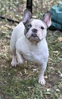 Chick Pea , a female French Bulldog for sale in Rockford, IL – 1 of 7