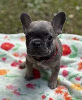 WINTER, a female French Bulldog for sale in Rockford, IL – 4 of 4