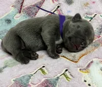 WILLOW, a female French Bulldog for sale in Rockford, IL – 8 of 10