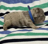 Giovanni , a male French Bulldog for sale in Rockford, IL – 4 of 7