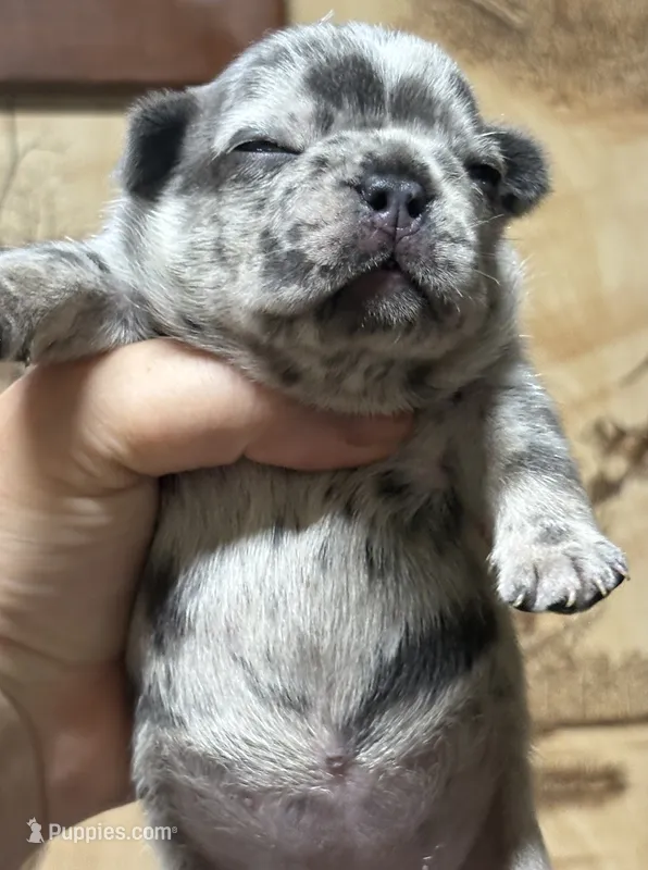 CHANEL – French Bulldog puppy for sale in Rockford, IL