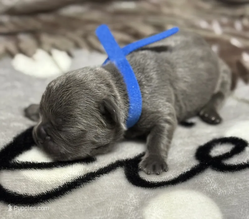 Brutus  – French Bulldog puppy for sale in Rockford, IL