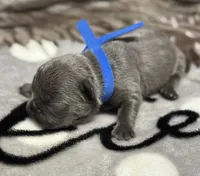 Brutus , a male French Bulldog for sale in Rockford, IL – 1 of 7