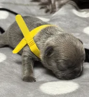 Sammy, a male French Bulldog for sale in Rockford, IL – 2 of 7