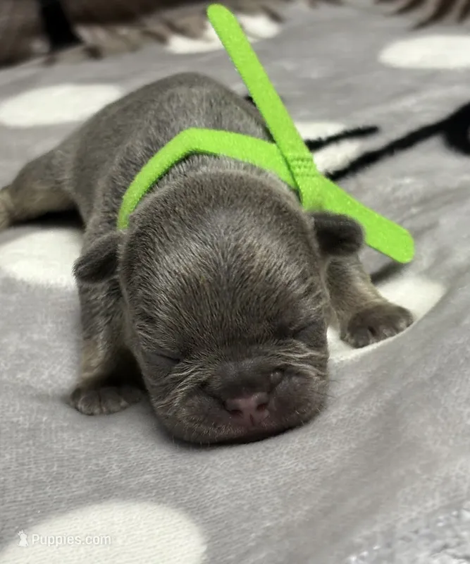 Little Frankie – French Bulldog puppy for sale in Rockford, IL